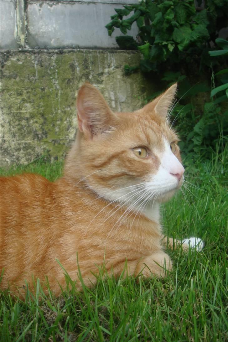 Huskat Frønse :D - kattemodellen, Frønse! xD billede 12