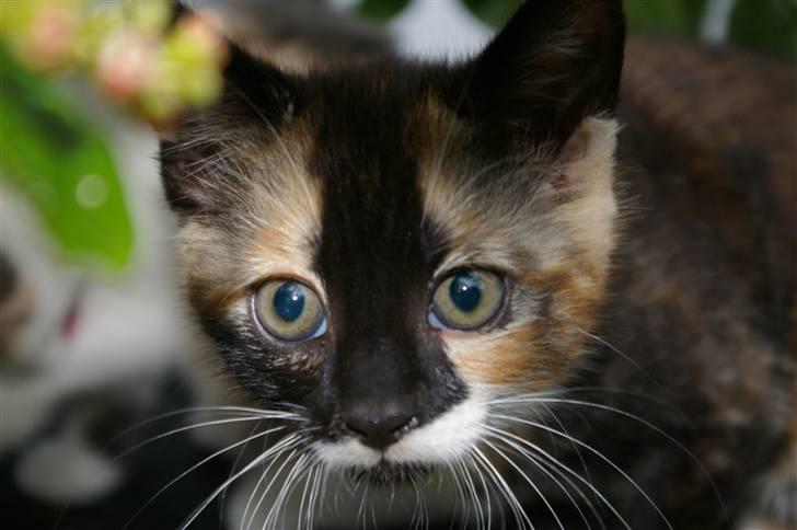 Huskat Daim (solgt) billede 1