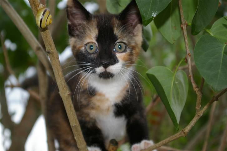 Huskat Daim (solgt) - hun klatre i træer billede 2