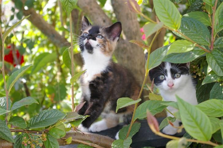 Huskat Daim (solgt) billede 3