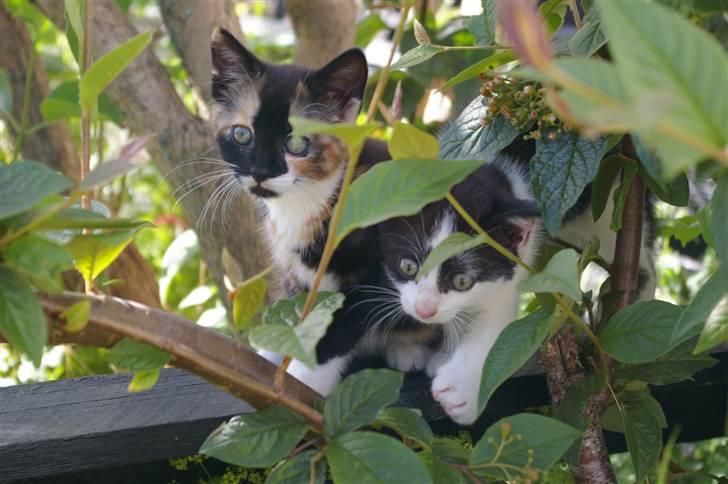 Huskat Daim (solgt) billede 4