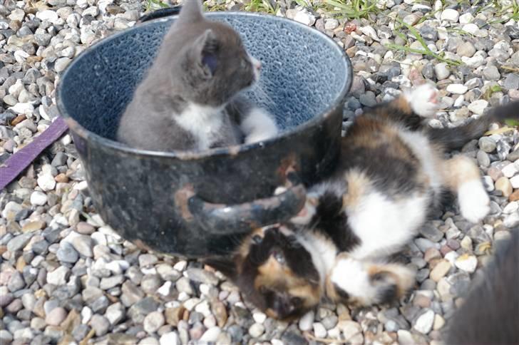 Huskat Daim (solgt) billede 5