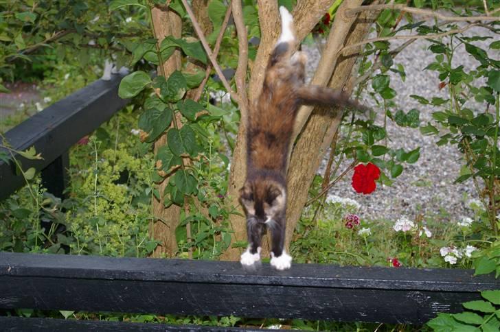 Huskat Daim (solgt) billede 6