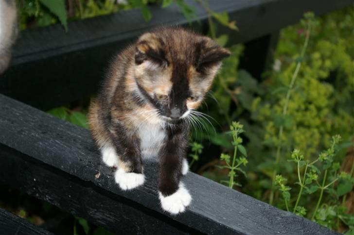 Huskat Daim (solgt) billede 7