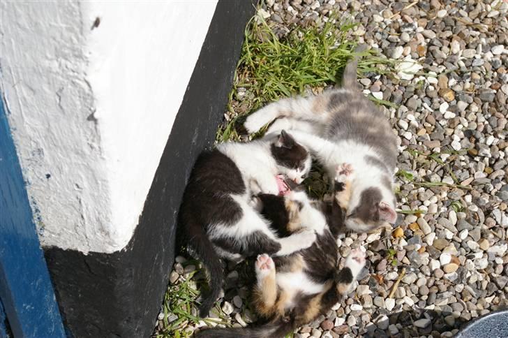 Huskat Alberte (solgt) billede 3