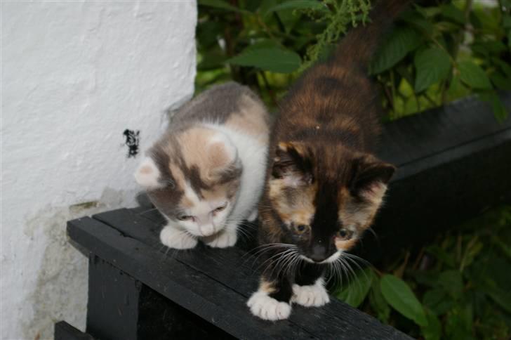 Huskat Alberte (solgt) billede 4