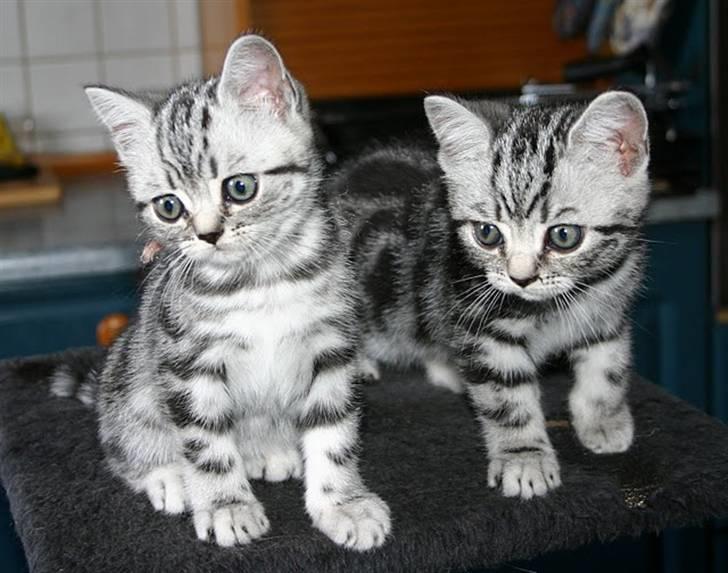 British Shorthair Iris af Clipper billede 5