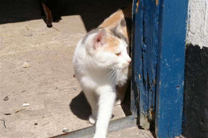 Huskat Pernille (død) billede 8