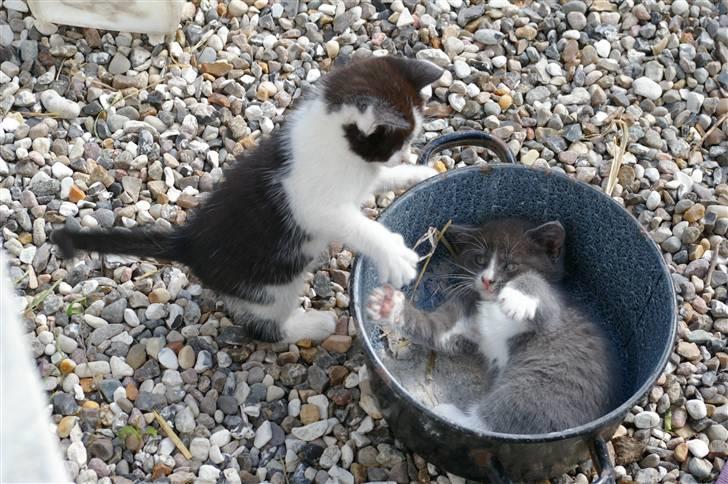 Huskat Hannibal (solgt) billede 2