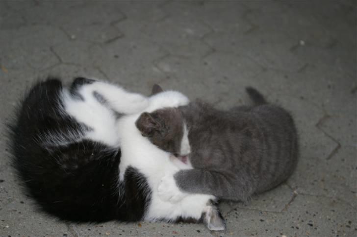 Huskat Hannibal (solgt) billede 4