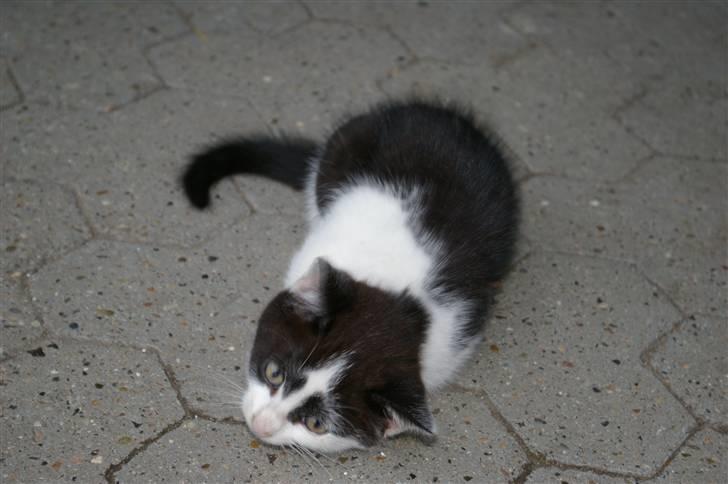 Huskat Hannibal (solgt) billede 5