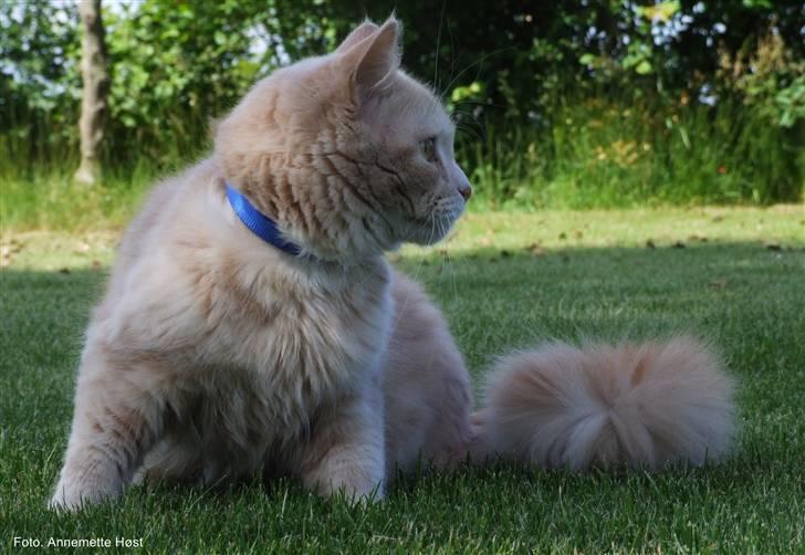 Maine Coon Mimse billede 7