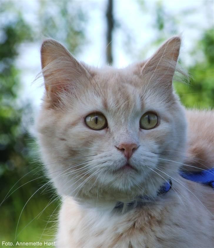 Maine Coon Mimse billede 8