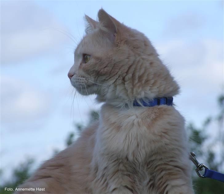 Maine Coon Mimse billede 9