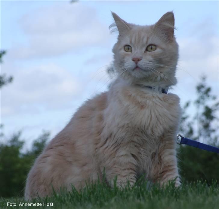 Maine Coon Mimse billede 10
