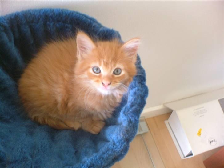 Maine Coon Joe the Bandit (Bandit) - 8 uger gammel :) billede 15