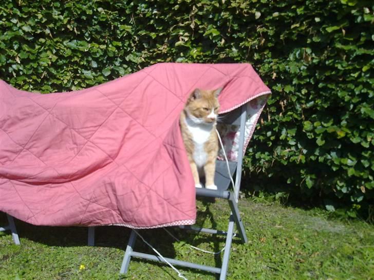 Huskat Garfield R.I.P <3 - Hvis jeg lige står her og gemmer mig lidt under tæppet er der nok ikk nogen, som ser mig.. billede 13