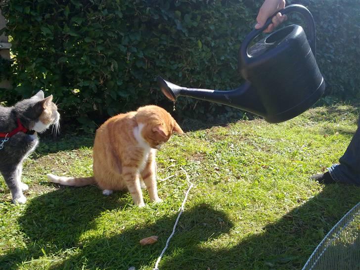 Huskat Garfield R.I.P <3 - Hmm hva laver han..?? billede 14