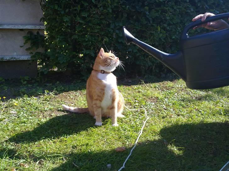 Huskat Garfield R.I.P <3 - Er det vand der kommer ud af den?? billede 15