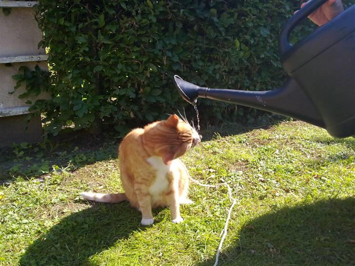 Huskat Garfield R.I.P <3 - Det er jo vand og det kan drikkes... Mmmm billede 16