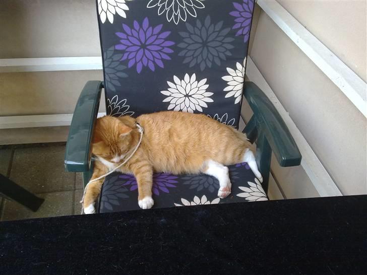 Huskat Garfield R.I.P <3 - Puhaa, det er trættene i den varme.. billede 17