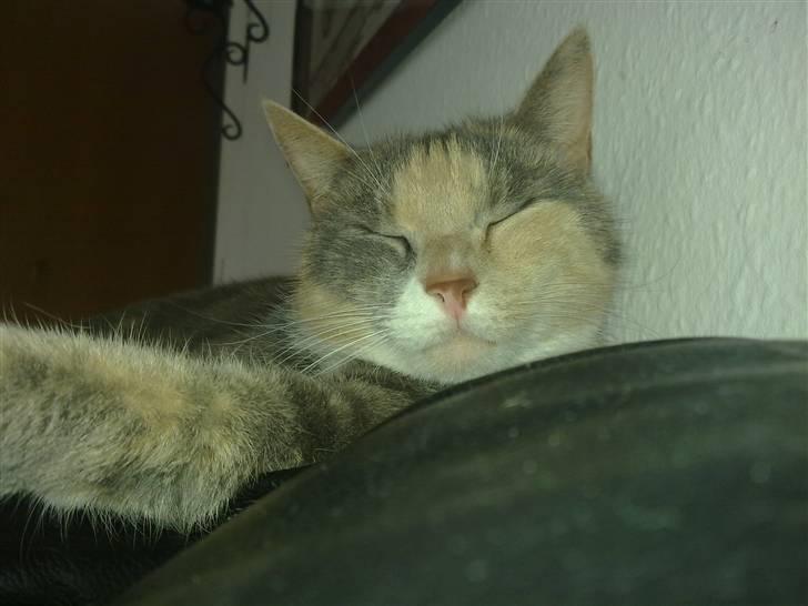 Huskat Daizy - Sover!!!! billede 12