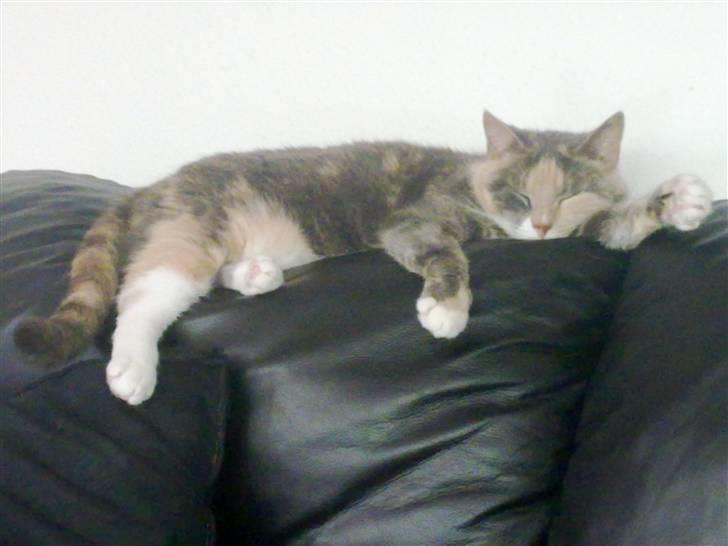 Huskat Daizy - Man ligger godt her på ryglænden af mor og fars sofa... :-D billede 13