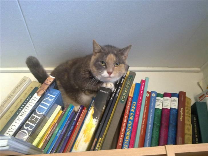 Huskat Daizy - Står lige på lur... ;-) billede 14