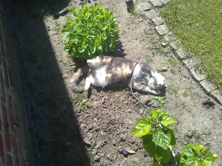 Huskat Daizy - Ligger lige og soler mig.. Skøøønt.. billede 15