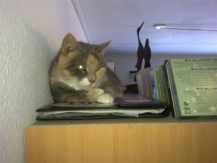 Huskat Daizy - Her kan jeg vil få lov at sove i fred... billede 16