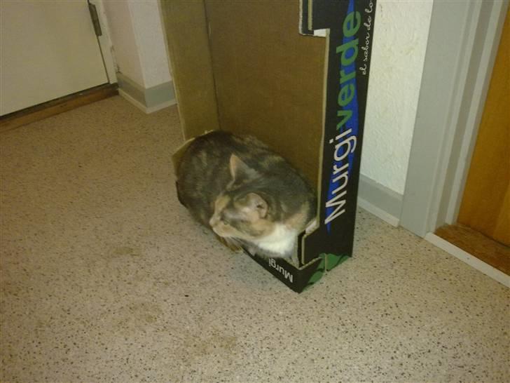 Huskat Daizy - Jaaa, jeg kan lige ligge her... Hehe billede 17