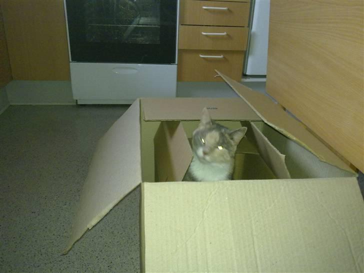 Huskat Daizy - Her kan i ihvert fald ikk finde mig.. billede 18