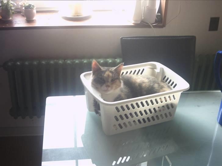 Huskat Daizy - Ligger godt, men her er lidt trængt.. billede 19