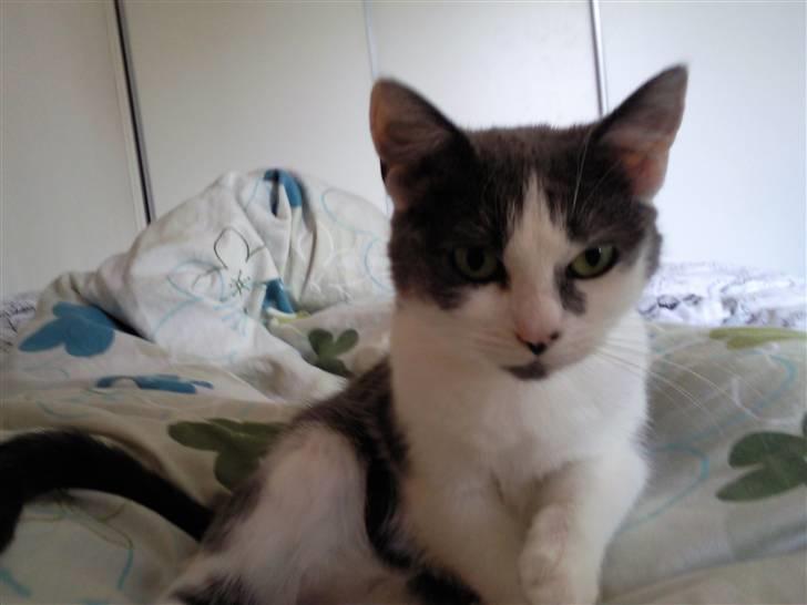 Huskat Mille billede 2