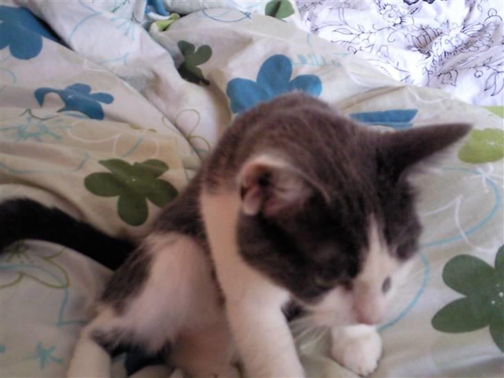 Huskat Mille billede 3