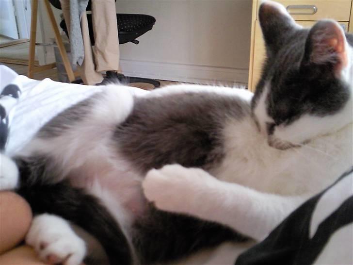 Huskat Mille billede 4