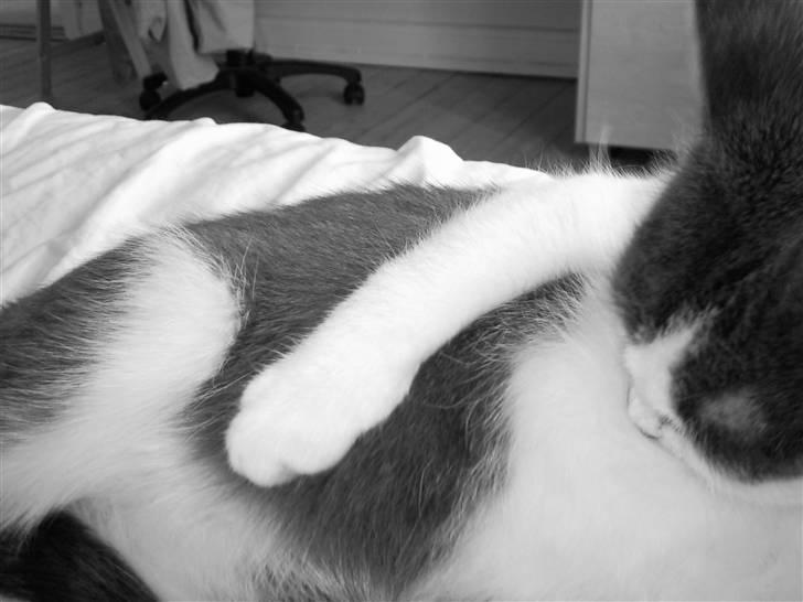 Huskat Mille billede 5