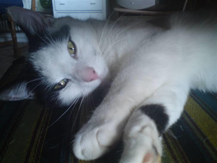 Huskat basse R.I.P oktober 2014 billede 16