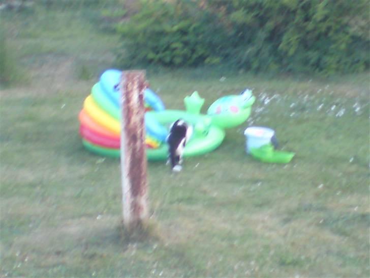 Huskat basse R.I.P oktober 2014 billede 17