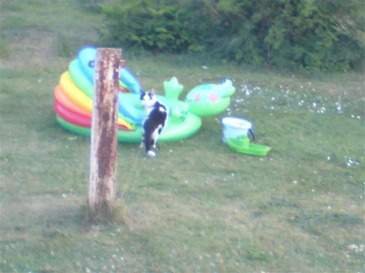 Huskat basse R.I.P oktober 2014 billede 18