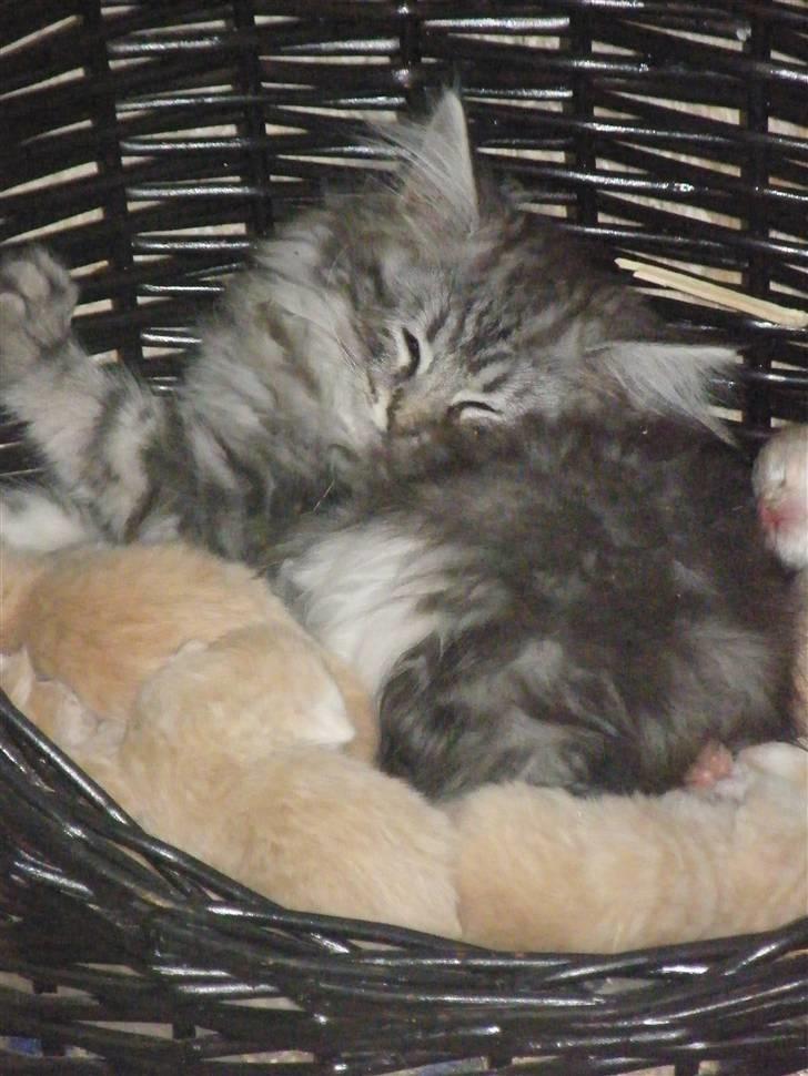 Maine Coon Silver Cheater - det ser nu lidt hyggeligt ud :-) billede 19