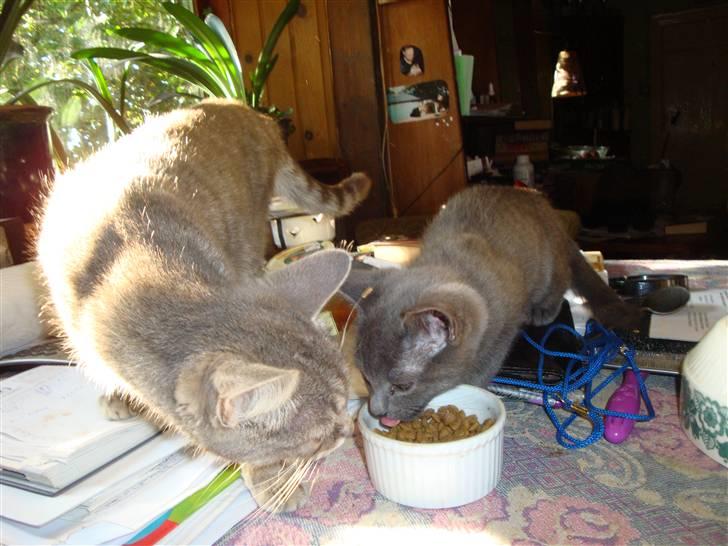 Huskat misse - Misse og Samson sidste år billede 6