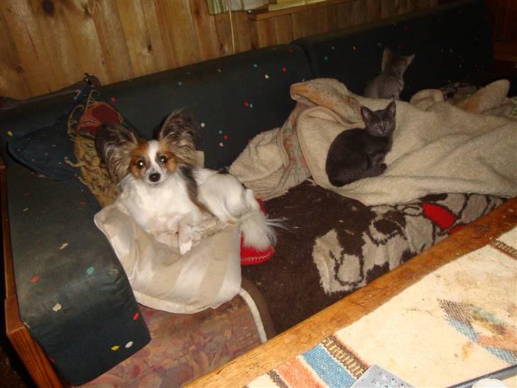 Huskat misse - Vicky med to killinger sidste år billede 7