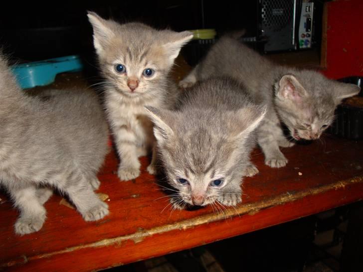 Huskat misse - killinger på trappen billede 8