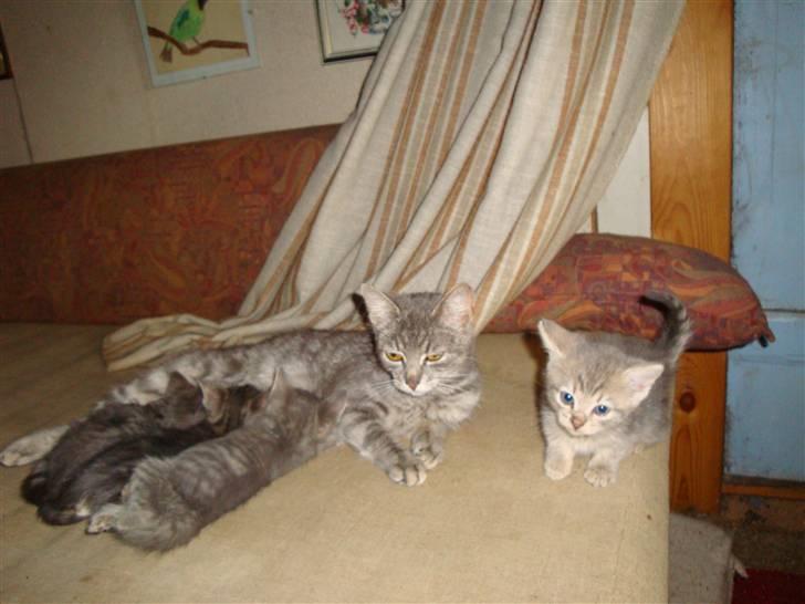 Huskat misse - Misse med smålingerne sidste år billede 10