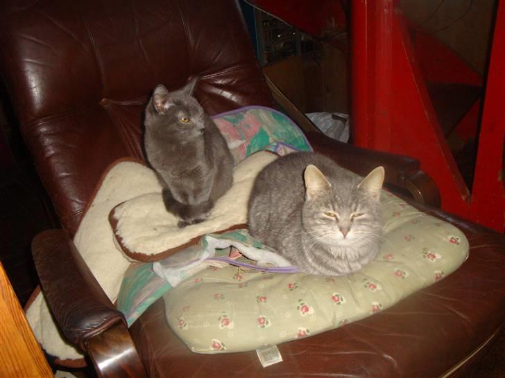 Huskat misse - Samson og Misse billede 11