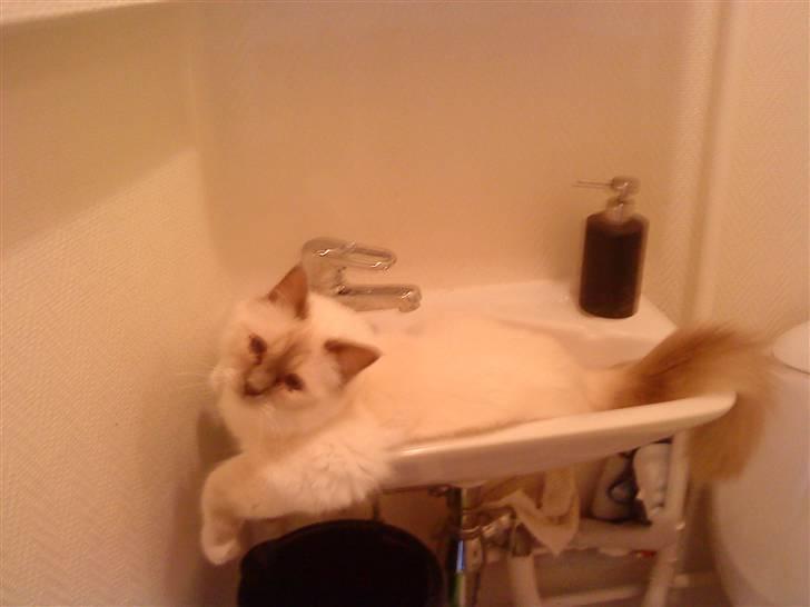 Hellig Birma Gandalf billede 11