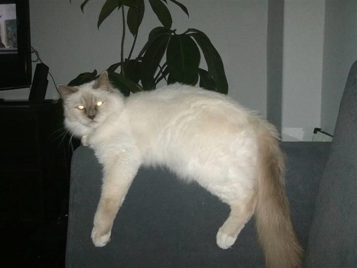 Hellig Birma Gandalf billede 12