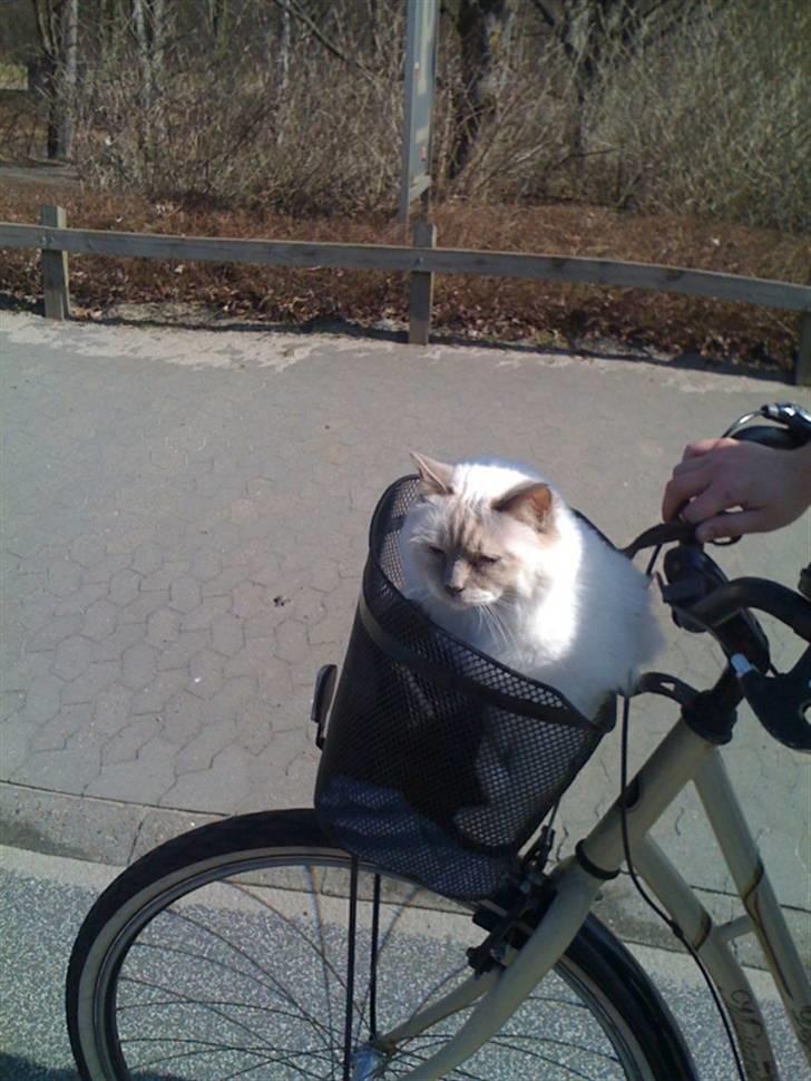 Hellig Birma Gandalf billede 13