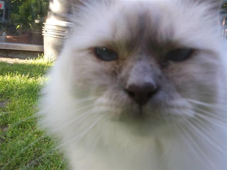 Hellig Birma Gandalf billede 14